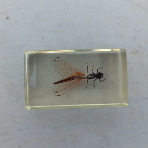 Asian Dragonfly from Deagostini True Insects Series like new