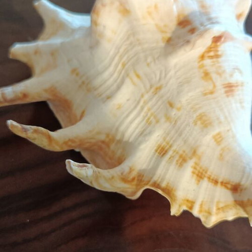 Lambis Lambis Spider Conch seashell new, 12.5 cm