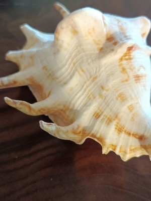 Lambis Lambis Spider Conch seashell new, 12.5 cm