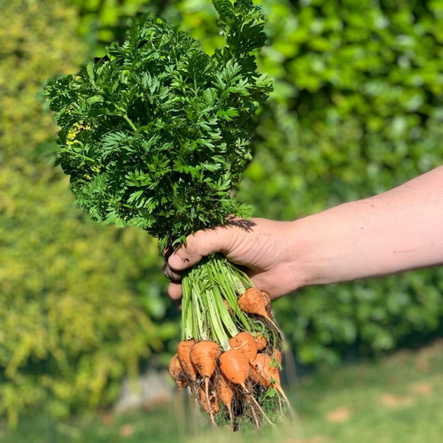 Parisian Round Carrot Seeds Daucus Carota, pack of 25