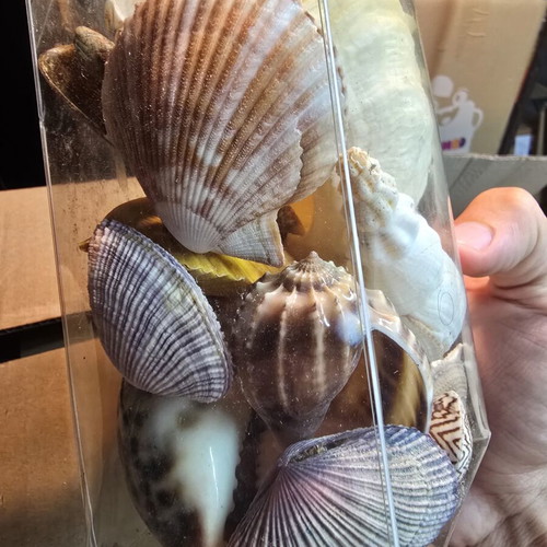 Set of natural decorative seashells and shells, coastal decor