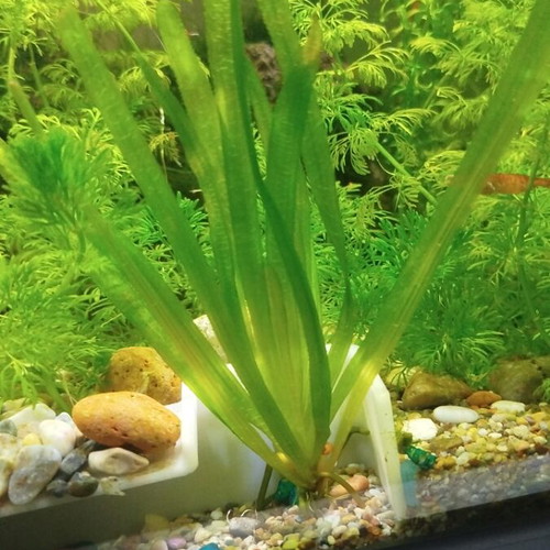 Aquarium plant new, easy to multiply