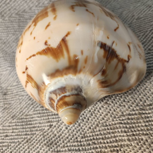 Voluta seashell like new, 11x7x6 cm