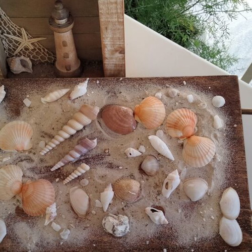 Turritella Seashells new, natural spiral shells for decoration