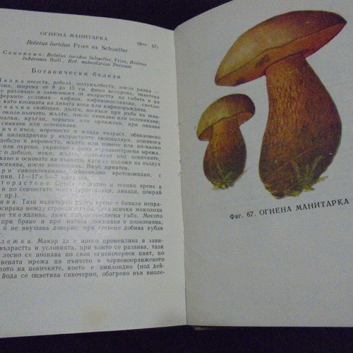 Old book "Poisonous Mushrooms and Their Edible Lookalikes" by Dimitar Gruev