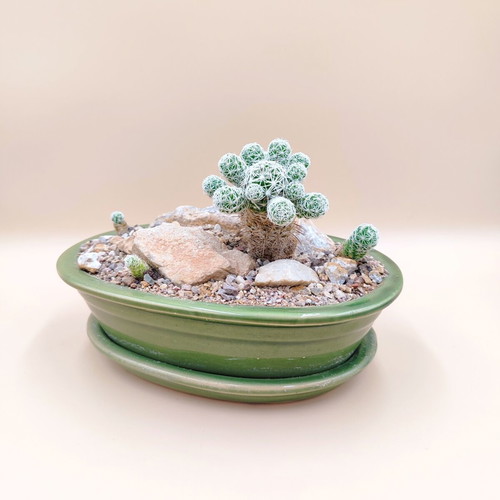 Mammillaria gracilis bonsai cactus in ceramic pot new
