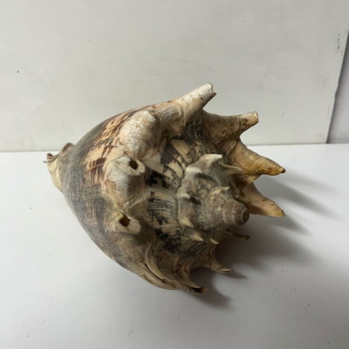 Decorative shell used