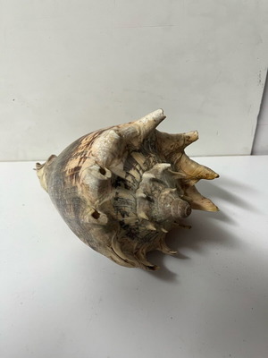 Decorative shell used