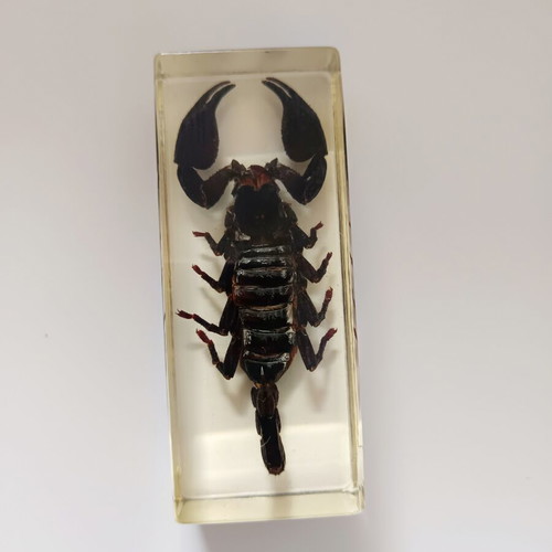 Insect collection in resin used, DeAgostini series, 5 pieces