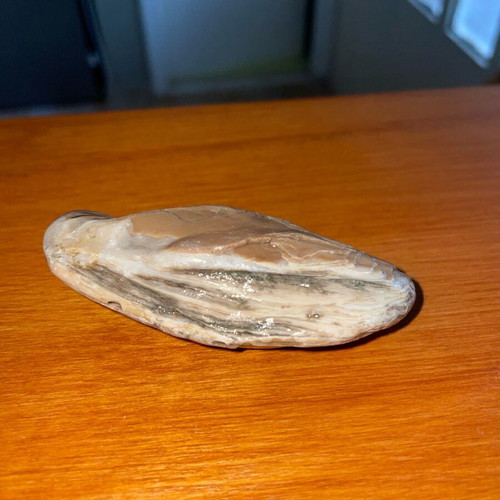 Chert with natural layers new, brown and gray shades