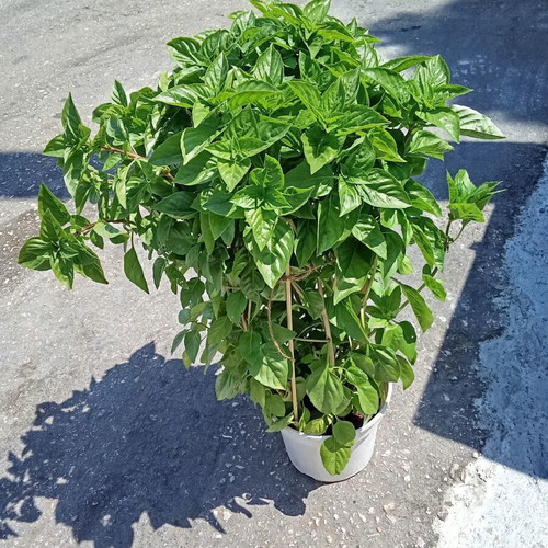 Basil winter plant in pot