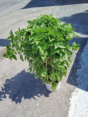 Basil winter plant in pot