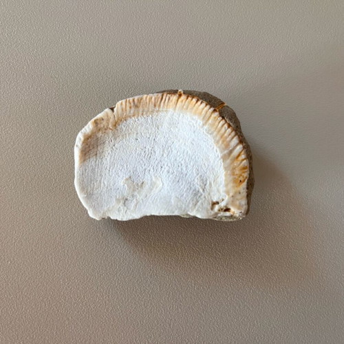Fossil refurbished