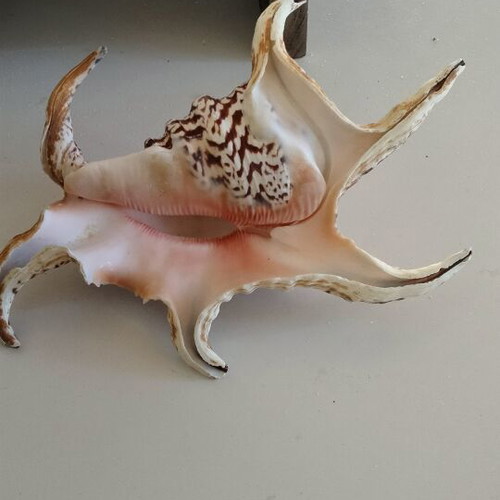 Harpago Chiragra Seashell New, Collectible Spider Conch Lambis Chiragra