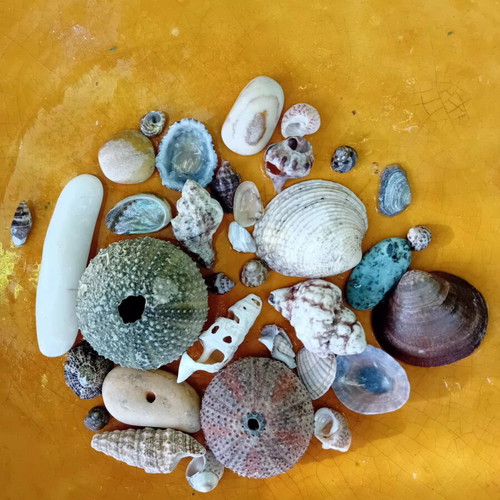 Seashells new, collected from Aegean beaches for decoration and crafts