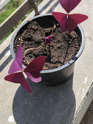 Φυτό Oxalis triangularis κόκκινο μοβ τριφύλλι