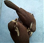  Vintage πουλιά γύψινη φιγούρα