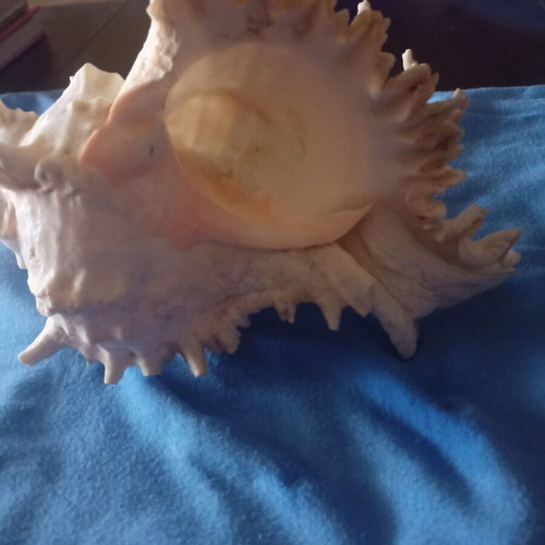 Natural Murex Ramosus Shell like new, 27x18cm