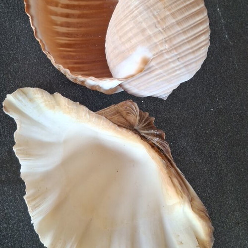 Natural seashells like new, 24 cm length