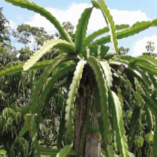 Dragon Fruit Cuttings new, 15-20 cm length