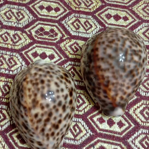 Cypraea tigris seashells like new, set of two, 8cm and 9cm
