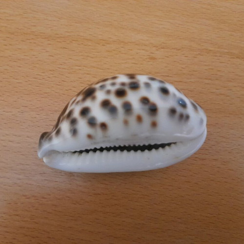 Cypria Tiger Shell 9cm like new, rare find