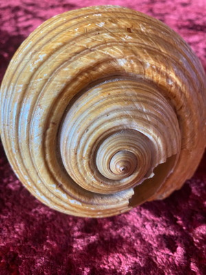 Large seashell used with small front break, size 20x10
