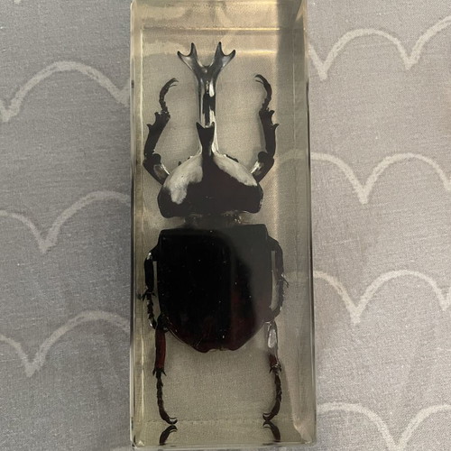 Collection of 9 insects and arthropods in resin