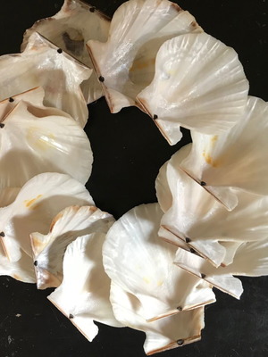 Saint Jacques shells like new, pack of 16, natural