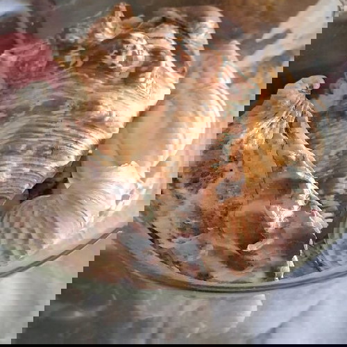 Βάζο με κοχυλάκια και αληθινά κοχύλια σε άριστη κατάσταση