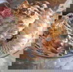  βάζω γεμάτο με κοχυλακια και κοχύλια αληθινά του τόπου..