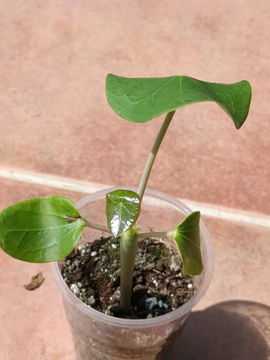 Jatropha podagrica Buddha Belly Plant καινούργιο