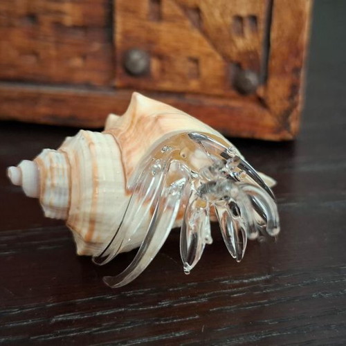 Decorative collection of real shells with crystal new