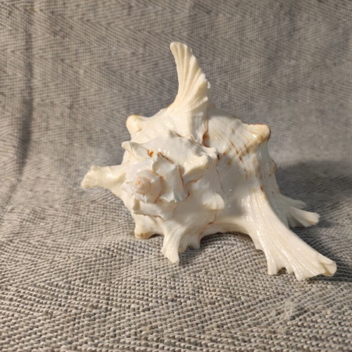 Murex shell like new, 14x10x11 cm