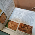 Pathological Anatomy like new