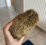 Plush hedgehog toy