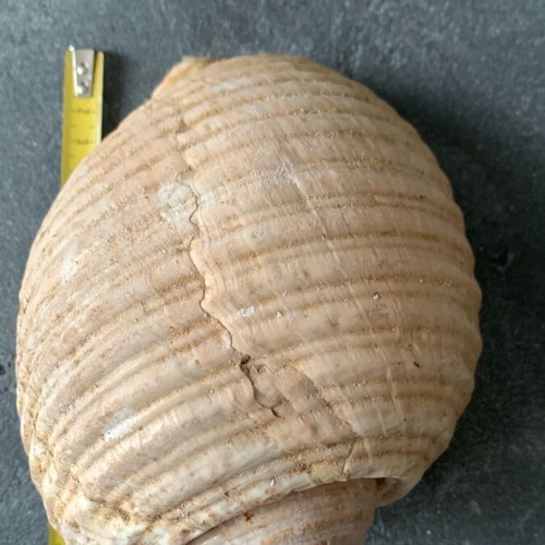 Large shell used