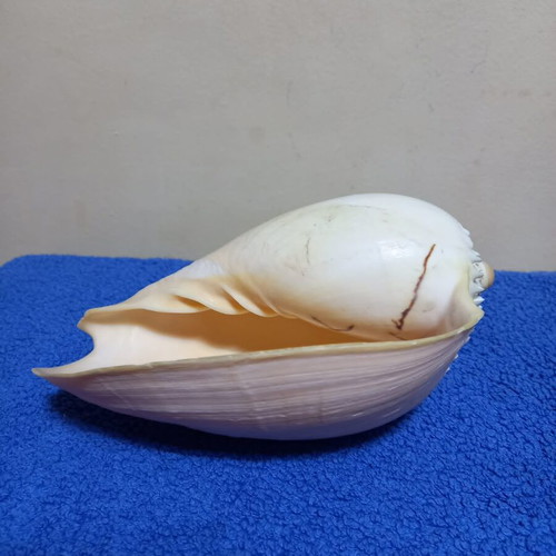 Melo Diadema seashell used, nautical decoration