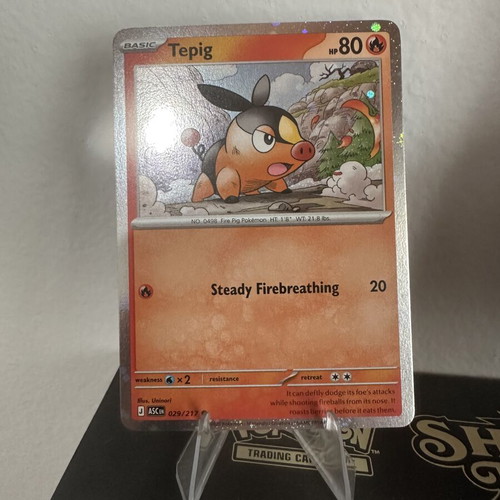 Pokémon Promo Set Totodile Chikorita Tepig new condition