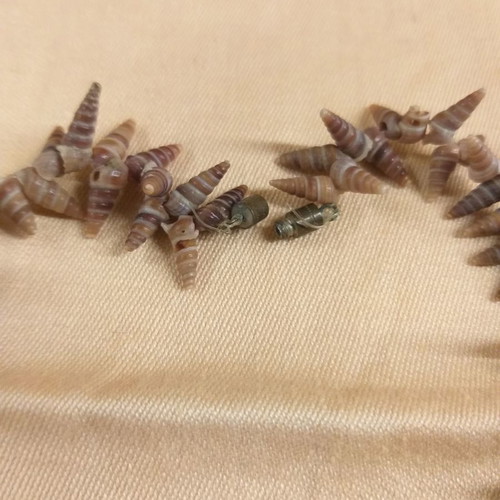 Necklace with brown shells, vintage