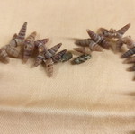 Necklace with brown shells, vintage