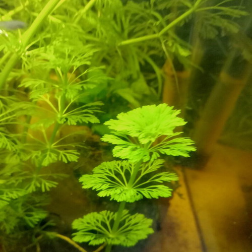 Sessiflora aquarium plant new
