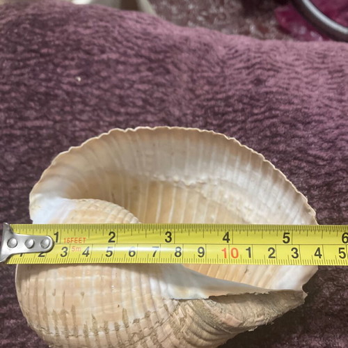 Large shell used, decorative, 15 centimeters