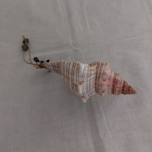 Porphyra shell seashell new, length about 10 cm