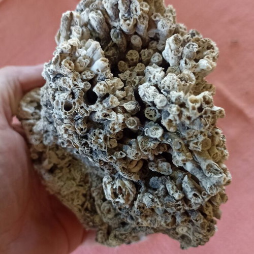 Vintage Authentic Mediterranean Coral Specimen 16 cm, 1980s