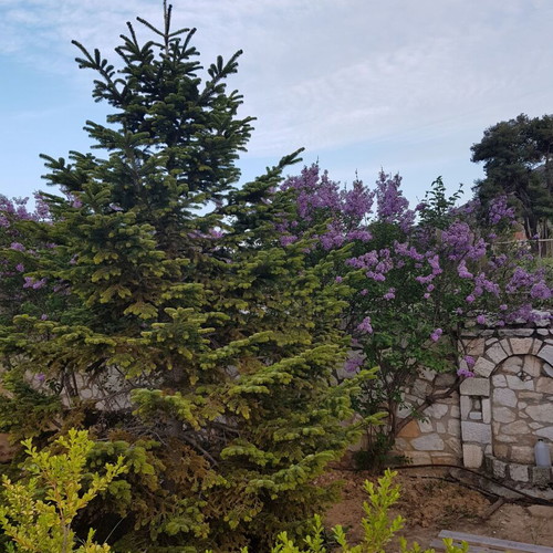 Mainalo and Caucasus fir trees new, height 3+ and 4+ meters