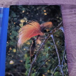 Wild Australia DVD like new with subtitles, BBC documentary