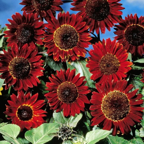 Red Sun sunflower seeds plant cultivation pack like new
