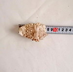  ΚΟΧΥΛΙΑ Natural Conch Shell dragon head snail 8cm