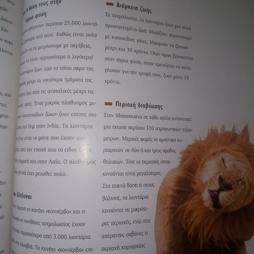 Wild Animals Lions new book 38 pages